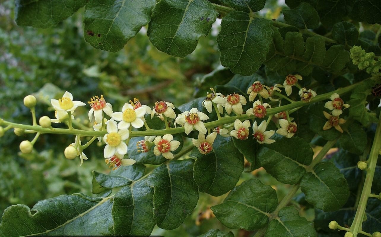 Frankincense