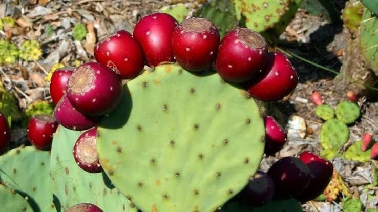 Prickly Pear